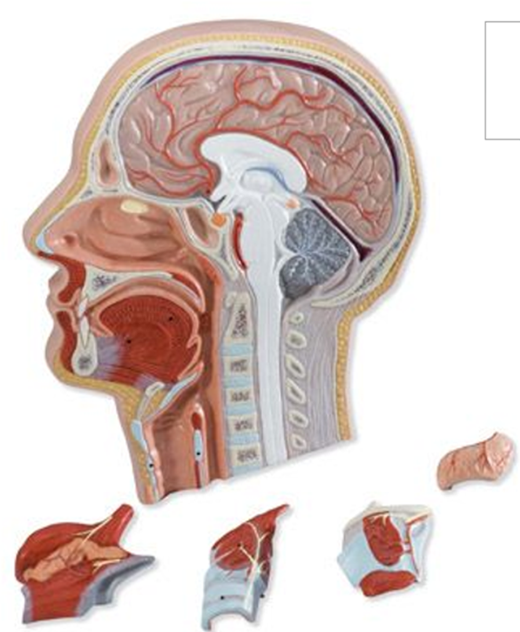 Corte medial de la cabeza, desmontable en 5 piezas