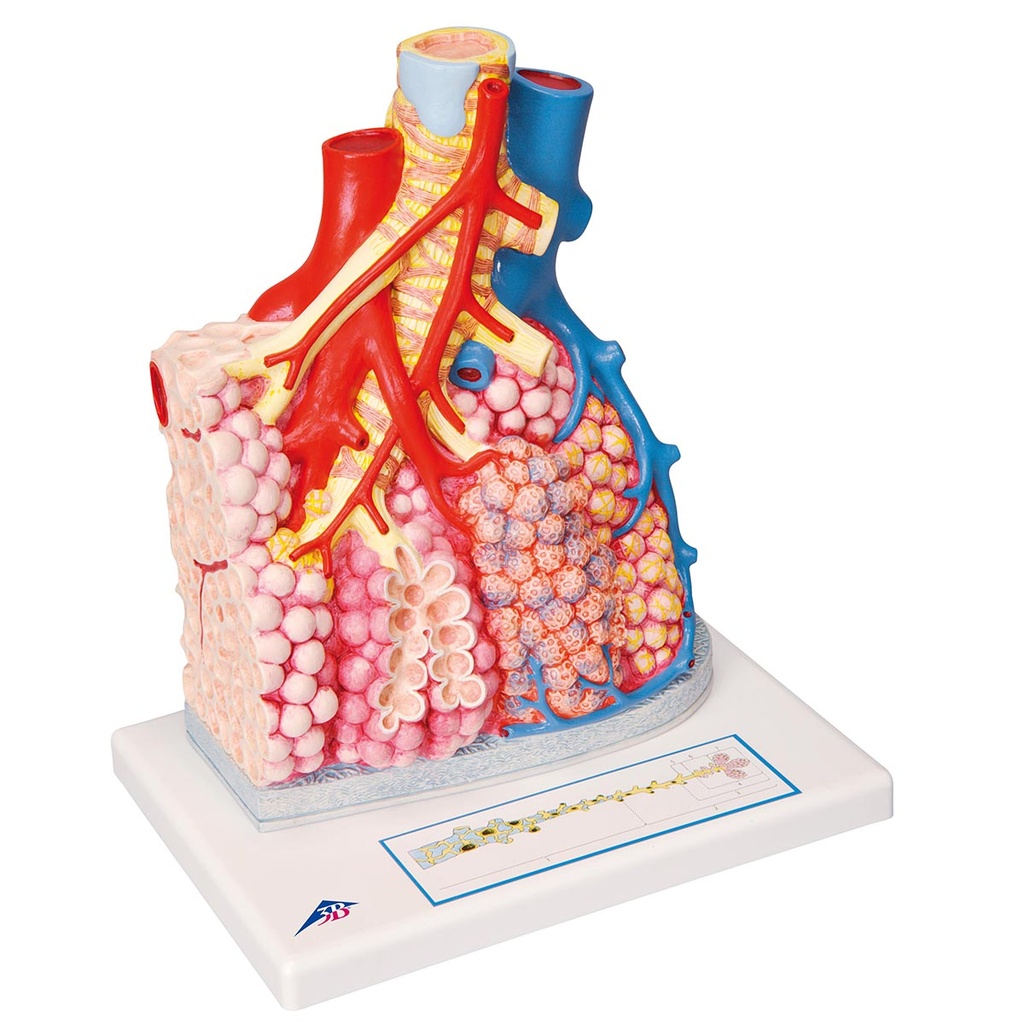 1008493 Lobulillos pulmonares y vasos sanguíneos adyacentes.   El modelo muestra un lóbulo pulmonar por su lado exterior aumentado alrededor de 130 veces. 