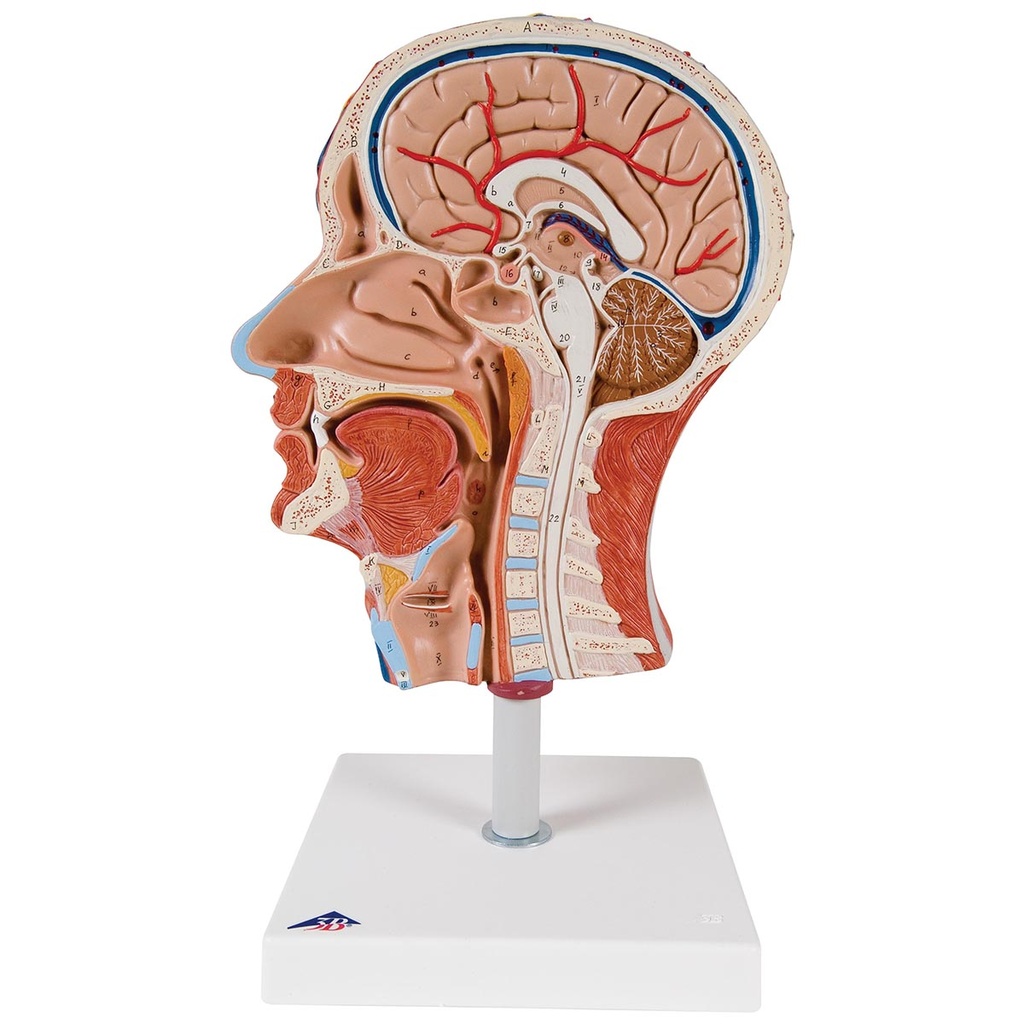 1000221 Modelo de mitad de cabeza con musculatura,  corte medial muestra las estructuras externas, superficiales e internas de la cabeza y el cuello. Sobre soporte. 