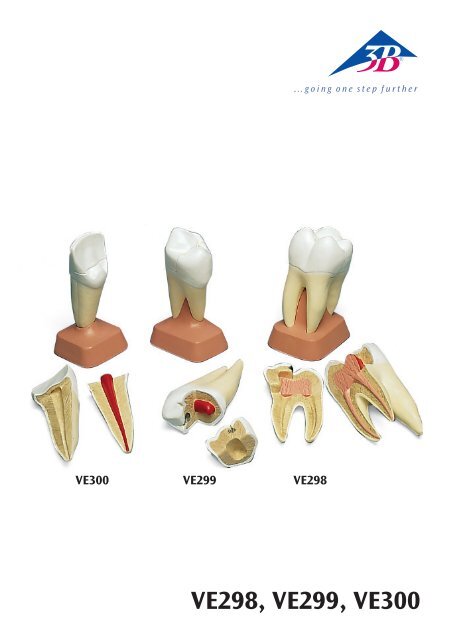 Molar superior tres raices 2 piezas