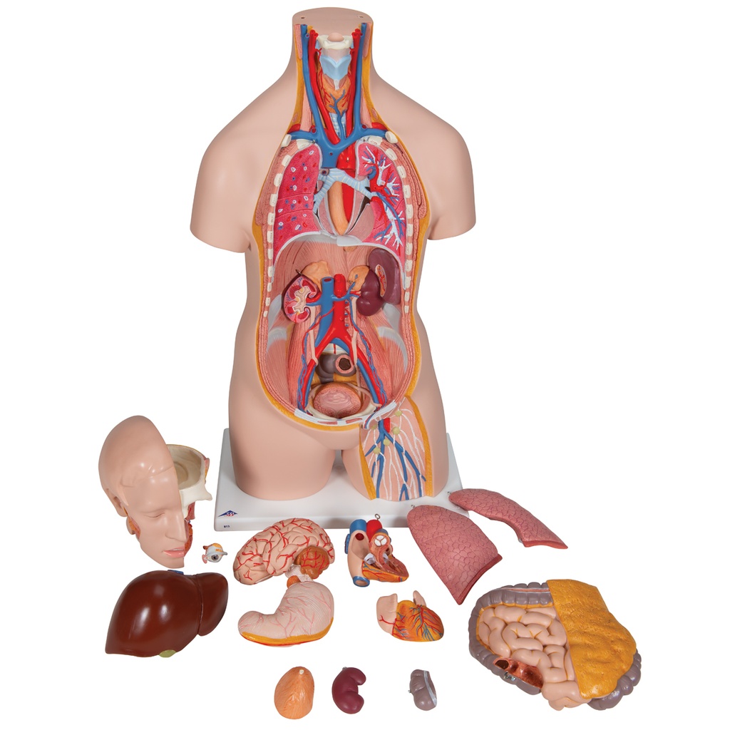 1000190 Torso clásico asexuado, 14 partes.   
• 2 lóbulos pulmonares • Corazón en 2 partes  • Estómago • Hígado con vesícula biliar • Paquete intestinal en 2 partes • Mitad anterior del riñón • Mitad anterior de la vejiga urinaria 