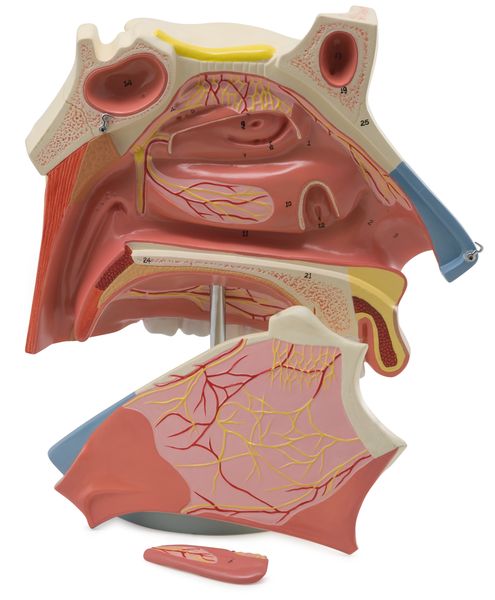 Cavidad nasal - 3 partes 3 veces su tamaño natural, se muestra una sección medial de la cavidad nasal.