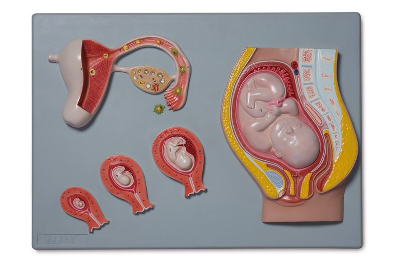 El desarrollo fetal.  Este modelo muestra el proceso de desarrollo fetal desde el óvulo no fertilizado hasta el noveno mes de gestación. 