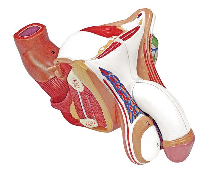 Male Genital Organ