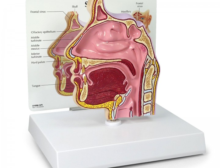 Sinus Model