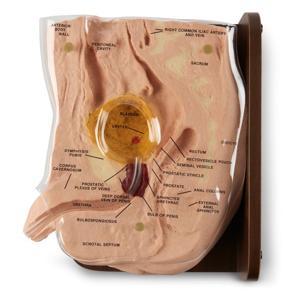 Cath ED 1