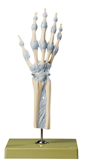 Articulaciones De La Mano Y Dedos Con Ligamentos