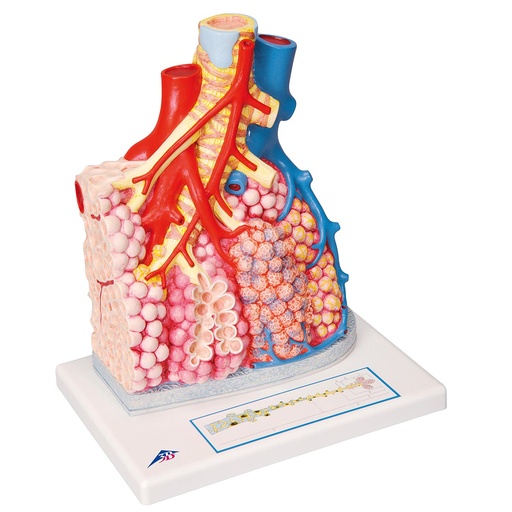 [G60] 1008493 Lobulillos pulmonares y vasos sanguíneos adyacentes.   El modelo muestra un lóbulo pulmonar por su lado exterior aumentado alrededor de 130 veces. 