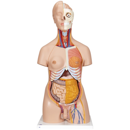 [B32] 1000197 Torso de lujo doble sexo, 20 partes.   