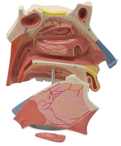 [6120.06] Cavidad nasal - 3 partes 3 veces su tamaño natural, se muestra una sección medial de la cavidad nasal.