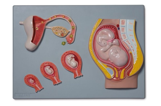 [6180.01] El desarrollo fetal.  Este modelo muestra el proceso de desarrollo fetal desde el óvulo no fertilizado hasta el noveno mes de gestación. 