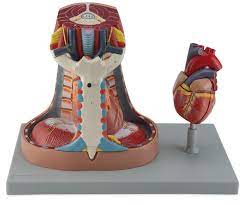 [6000.45] Mediastino Tamaño natural, se compone de 6 partes: corazón de 2 partes que proporciona una vista interior de las cámaras y válvulas. 