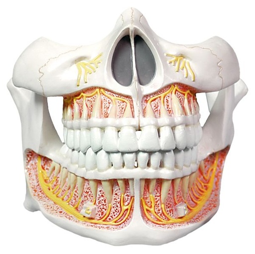 [6041.53] Modelo de dentadura permanente.  