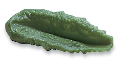 [WA22097] Lechuga romana, media hoja