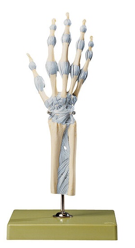 [NS21/1] Articulaciones De La Mano Y Dedos Con Ligamentos