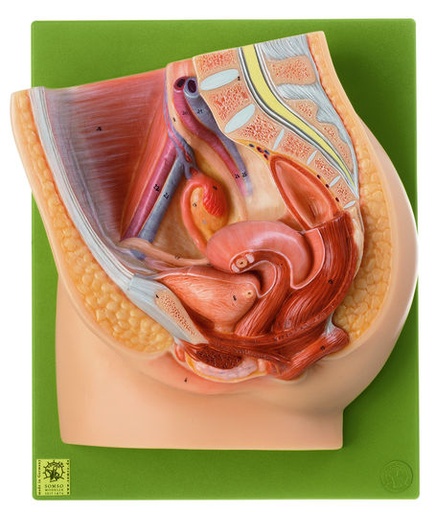 [MS1] Seccion Media De La Pelvis Femenina