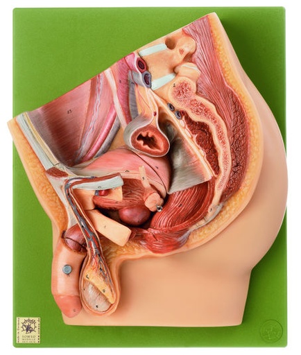 [MS2] Seccion Media De La Pelvis Masculina