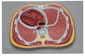 [6000.16] Sección transversal esquemática del abdomen. 