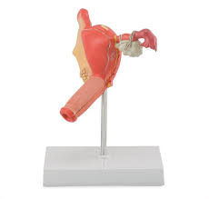 [6180.20] Modelo patológico del sistema reproductor femenino. 